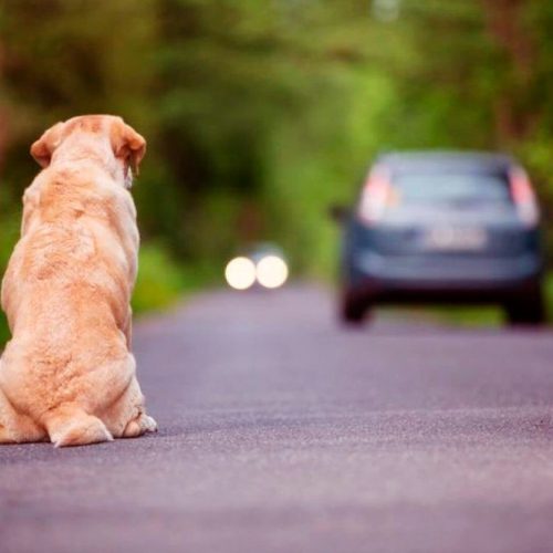 Abandono de animais dispara em Carambeí e acende alerta para proteção animal