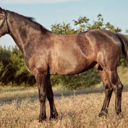 Idoso morre após levar coice de cavalo em rancho no Paraná