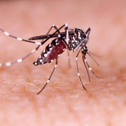 Paraná registra mais 1.535 casos e quatro óbitos por dengue