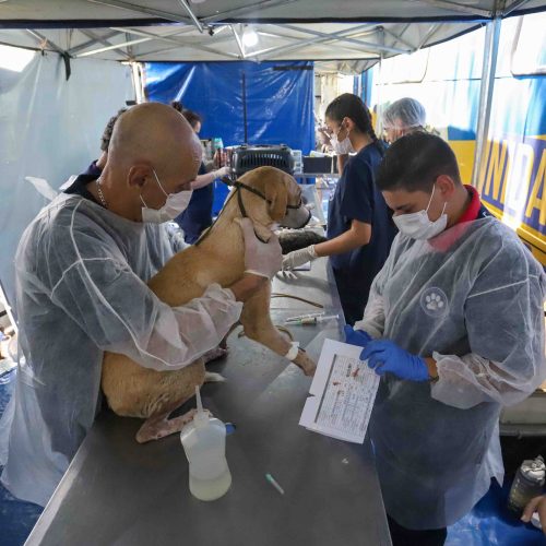 Com orçamento 440% maior, CastraPet Paraná vai intensificar vacinação antirrábica
