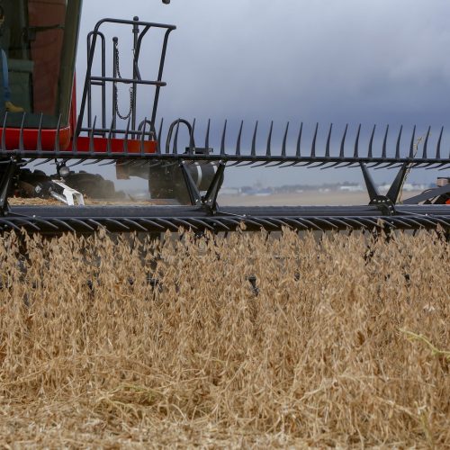 Paraná lidera crescimento da safra de grãos, com alta de 447 mil toneladas, aponta IBGE