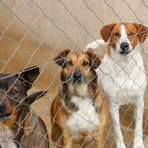 Castro inicia projeto de microchipagem para criar banco de dados dos animais do município