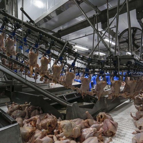 Adapar regulamenta cadastro de empresas para trabalho de inspeção de animais de corte