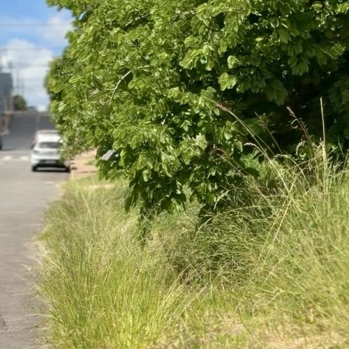 Carambeí reforça fiscalização e cobra limpeza de terrenos baldios