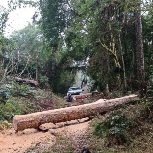 Paraná registra queda de 35,6% nos crimes ambientais contra a flora no 1º semestre