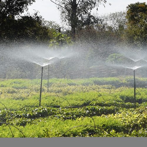 Frio e geadas exigem atenção no plantio de mudas, alerta Instituto Água e Terra