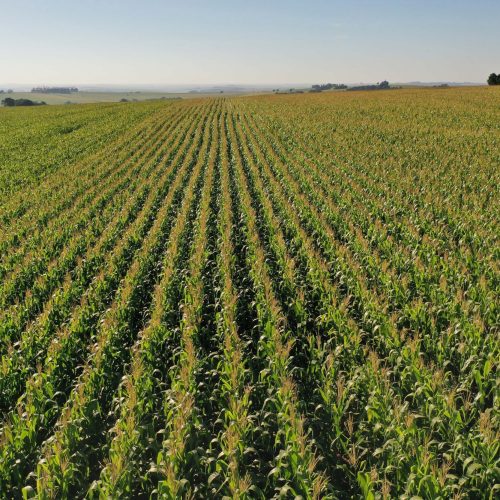Área do milho na primeira safra cresce 31% no Paraná e será recorde na segunda