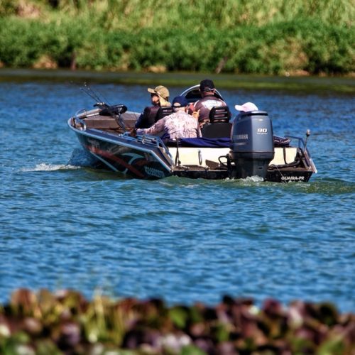 Período de Defeso da Piracema termina no domingo em todo o Paraná