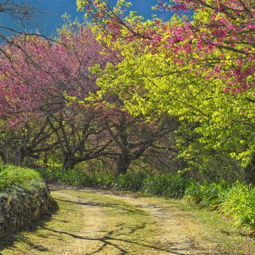 Semana do feriado terá sol e temperaturas amenas, com chuva fraca apenas no Litoral
