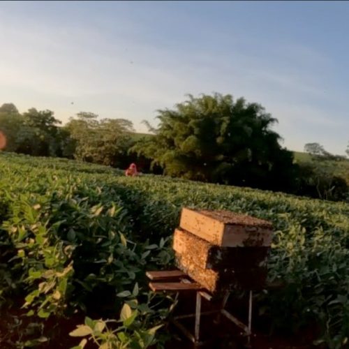 Polinização animal contribui para 12,6% da produção agrícola do Paraná, aponta IBGE