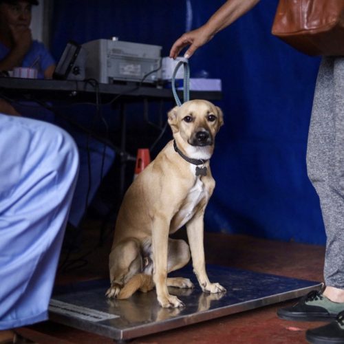 Carambeí abre inscrições para castração gratuita de cães e gatos