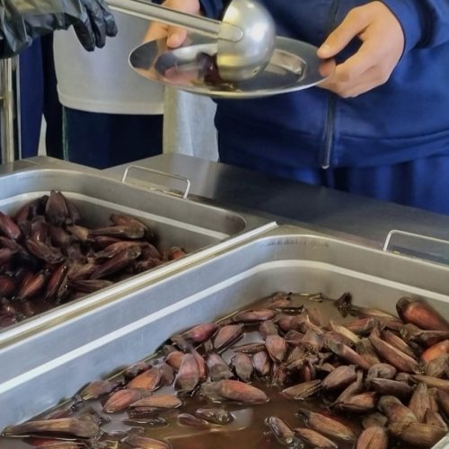 Pinhão amplia espaço nos cardápios da alimentação escolar da rede estadual&nbsp;