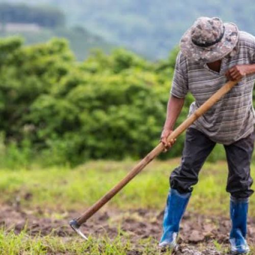 Dia do Agricultor: Ceasa Paraná orienta os produtores rurais sobre os cuidados com o sol