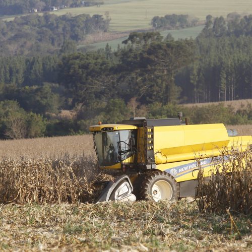 Previsão de recorde: segunda safra de milho paranaense pode superar 17 milhões de toneladas