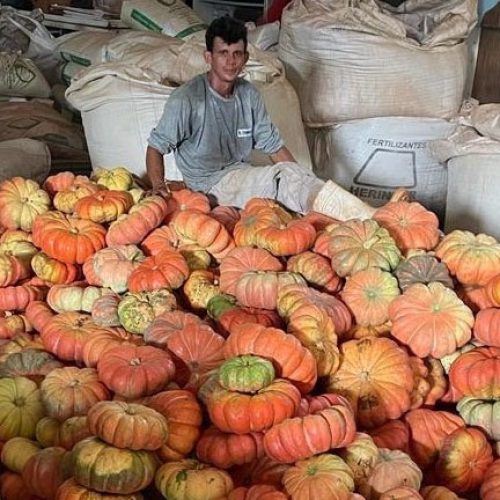 Abóbora movimenta mais de R$ 100 milhões&nbsp;e consolida renda em 330 municípios do Paraná