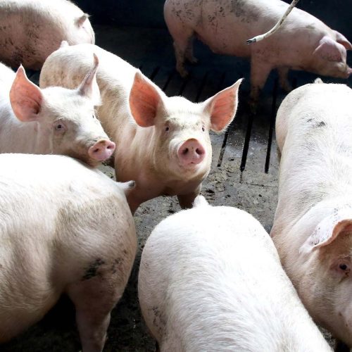 Exportação de carne suína do Paraná cresce 7,9% em 2025 e atinge maior volume da história