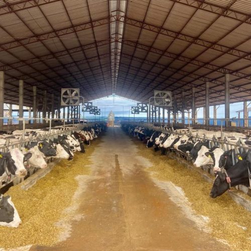 Crédito do BRDE à cadeia do leite do Paraná acelera 84% em 12 meses