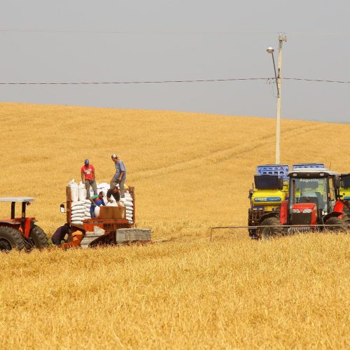 Estimativa de safra de maio tem Paraná entre os protagonistas do crescimento nacional