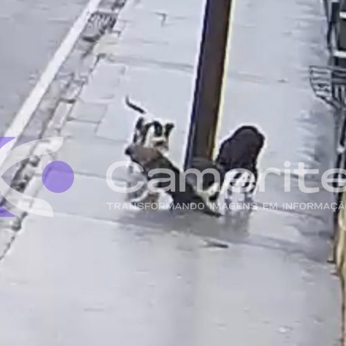 Associação de Proteção Animal de Carambeí acolhe cão ferido após acidente