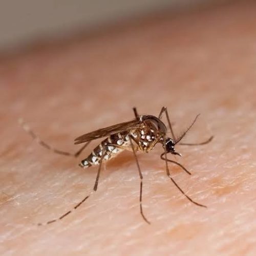 Boletim semanal registra 5.404 novos casos de dengue e mais 8 óbitos
