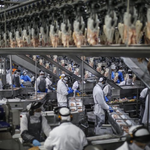 Paraná exportou frango para 150 mercados internacionais em 2025, maior patamar do País