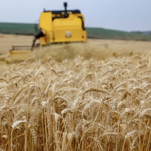 Paraná inicia colheita de 2,6 milhões de toneladas de trigo, principal cultura de inverno