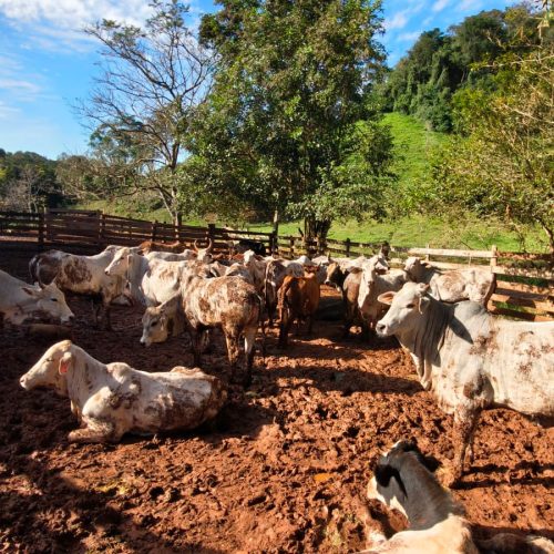 Atualização de rebanhos chega a 67% no Paraná; prazo encerra em 30 de junho