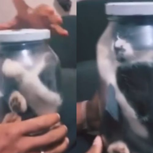 Foto de gato preso em pote pelo tutor: polícia investiga o caso