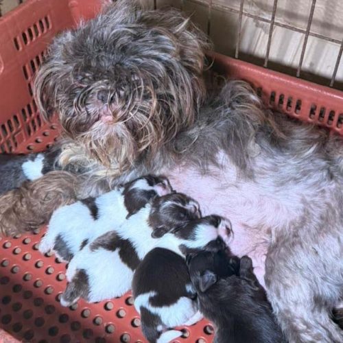 PCPR prende mulher e resgata 80 animais em situação de maus-tratos no PR