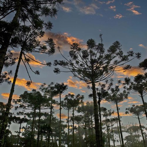Paraná planta o futuro: distribuição de 668 mil mudas de Araucária reforça símbolo do Estado