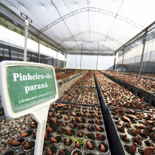 Paraná supera 13,2 milhões de mudas distribuídas: conheças as espécies mais procuradas