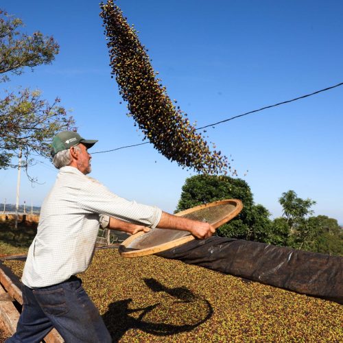 Café e soja garantem as maiores margens do ano para produtores paranaenses, aponta Deral