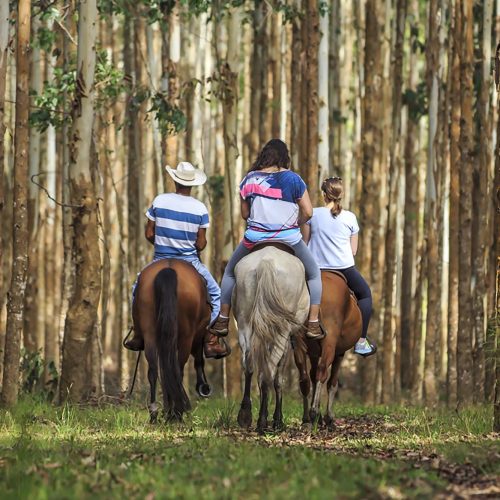 Turismo rural no Paraná: pesquisa mostra expansão e qualificação no setor