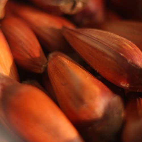 IAT reforça mudança na temporada do pinhão: venda começa em 15 de abril