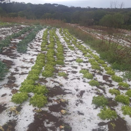 Chuva de granizo causa estragos na área rural de Castro