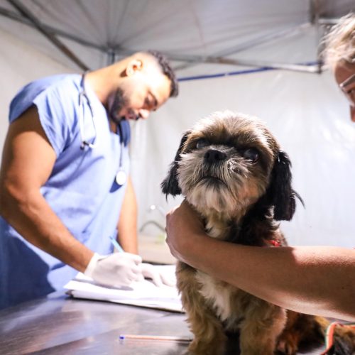 Carambeí recebe mutirão de castração gratuita de cães e gatos