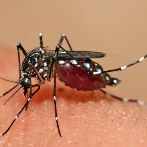 Boletim da Saúde registra 32.085 novos casos e 21 óbitos por dengue