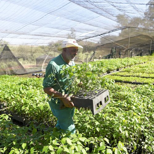 Estado vai ampliar em 20% as espécies de mudas ofertadas à população até 2027