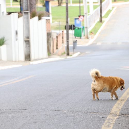 Cães soltos em via pública poderão gerar multa em Castro