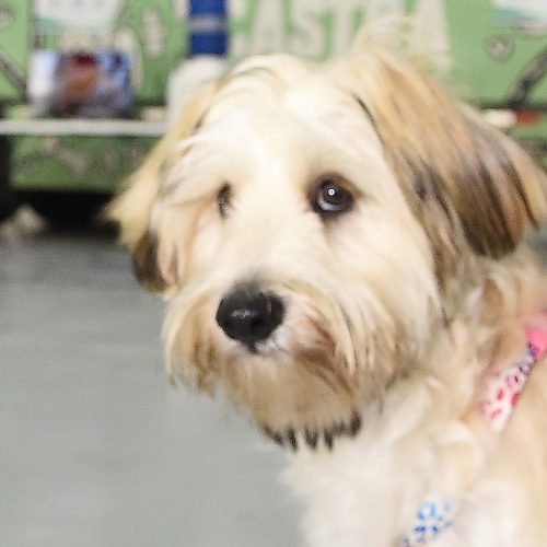 Programa CastraPet Paraná vai beneficiar mais de 8 mil cães e gatos em abril