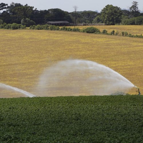 Produtores paranaenses iniciam plantio da safra de verão pelo milho e batata