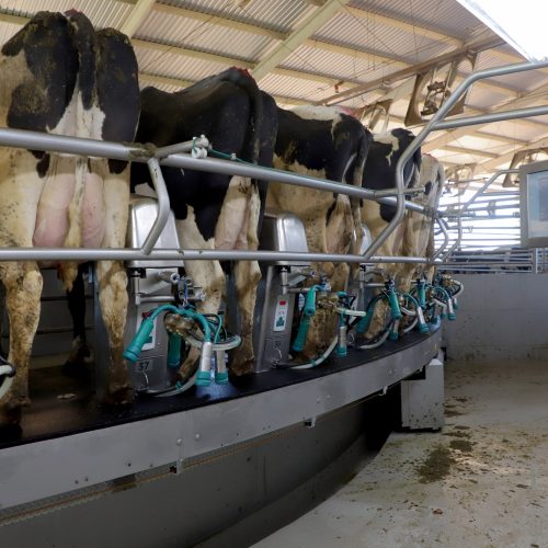 Cenário atual projeta aumento na remuneração do leite no Paraná, aponta Deral