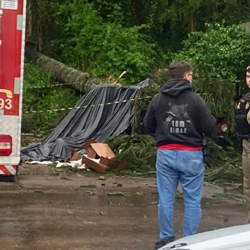 Pinheiro cai em cima de carro e mata homem esmagado no PR