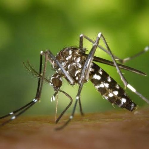 Secretaria da Saúde confirma mais 4.165 casos de dengue e nove óbitos no Paraná