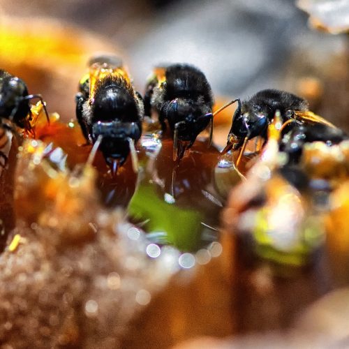 Poliniza Paraná: xarope à base de água e açúcar garantiu a saúde das abelhas no inverno