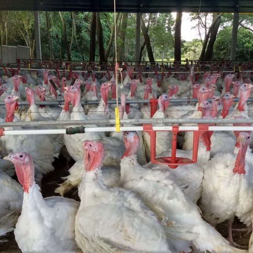 Paraná teve maior crescimento do Brasil nas exportações de carne de peru de janeiro a julho