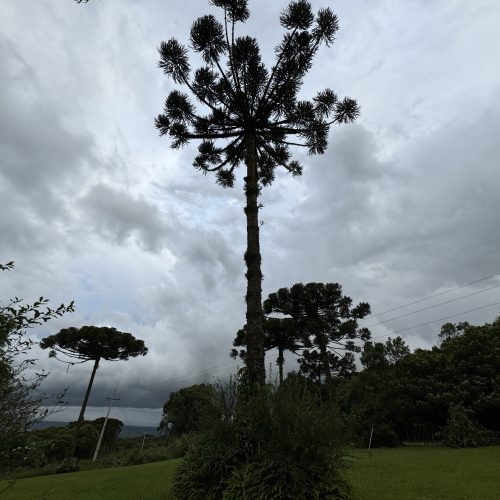 Alerta de tempestade com perigo potencial atinge cidades do Paraná