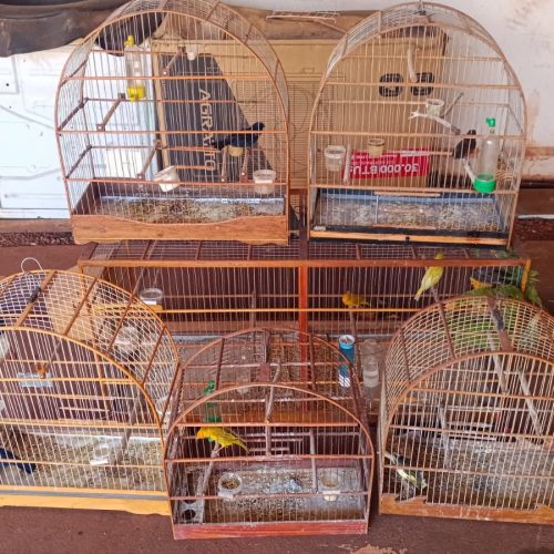 PCPR resgata 70 animais em situação de maus-tratos na região