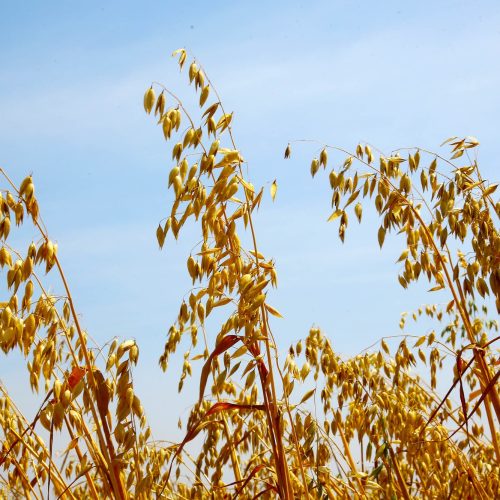 Governo do Estado recebe propostas para seguro rural em culturas de inverno