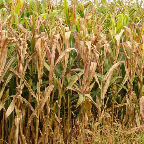 Praga do milho provoca prejuízo de R$ 33,6 bilhões por ano